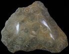 Polished Fossil Coral (Actinocyathus) Head - Morocco #58236-1
